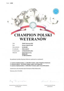 Champion Weteranów