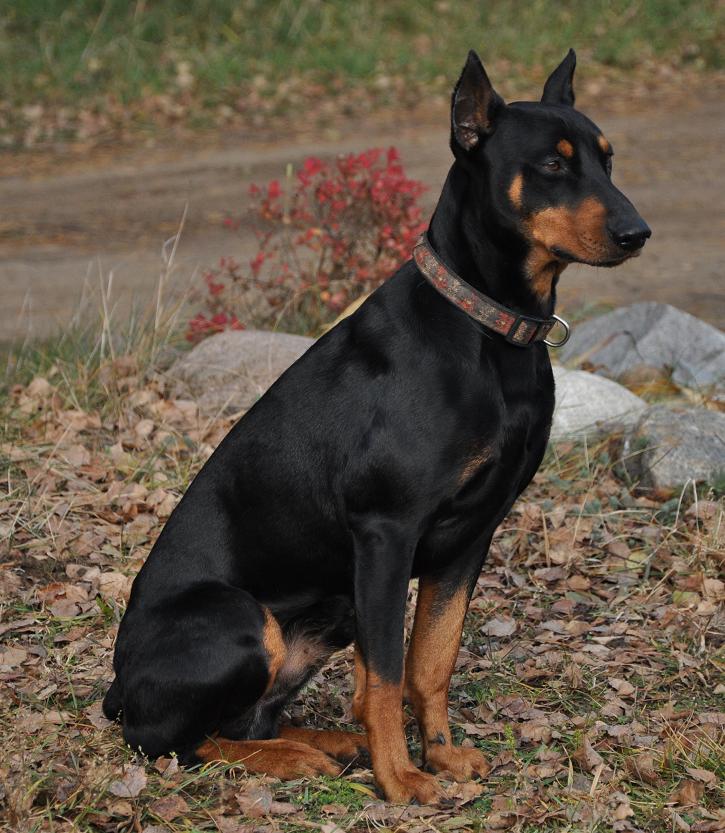 FABI Granda Wesółków