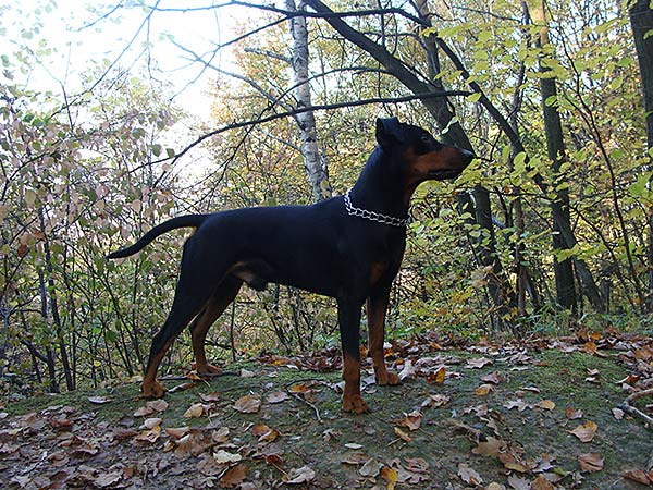 ojciec RED BULL Black Bochemia