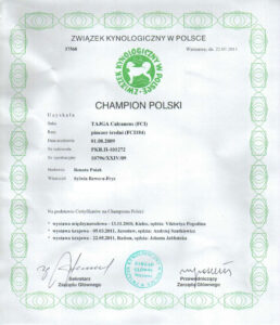 Champion Polski