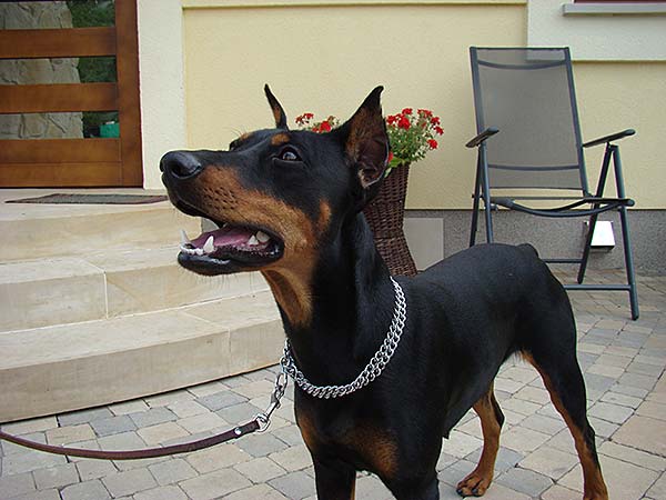 matka  TAJGA Calcaneus